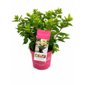 Hydrangea Pan. Pink Light