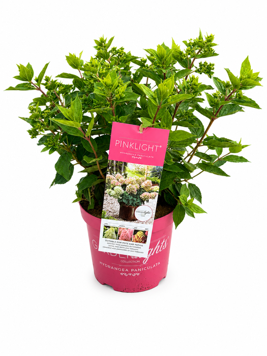 <h4>Hydrangea Pan. Pink Light</h4>