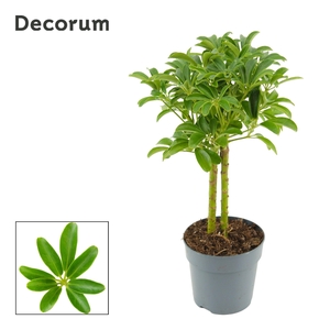 Schefflera Arboricola Luseana op stam 12 cm (Decorum)