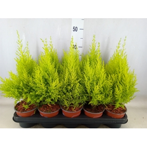 Cupressus macro. 'Goldcrest Wilma'
