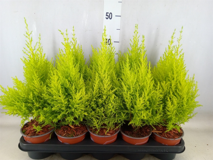 <h4>Cupressus macro. 'Goldcrest Wilma'</h4>