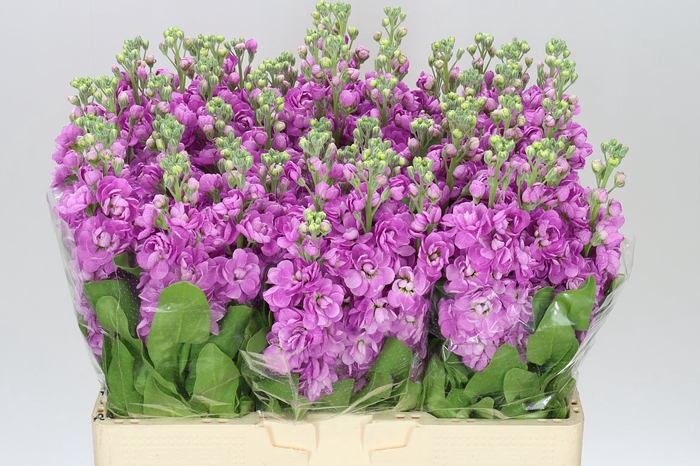 <h4>Matthiola Cerise</h4>