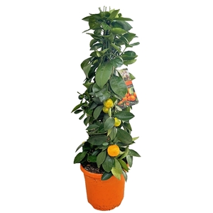 Citrus calamondin piramide