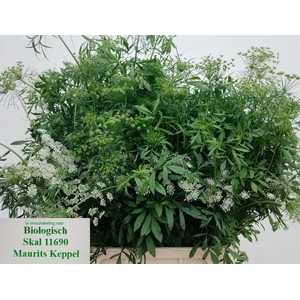 AMMI MAJUS