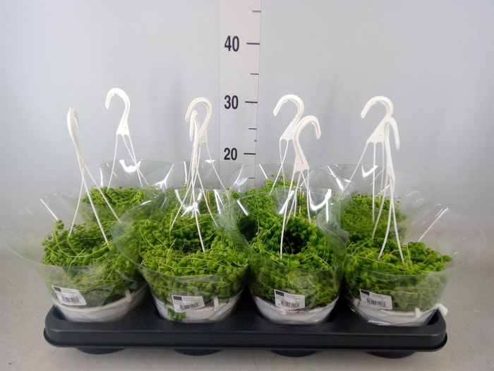 <h4>Senecio rowleyanus</h4>