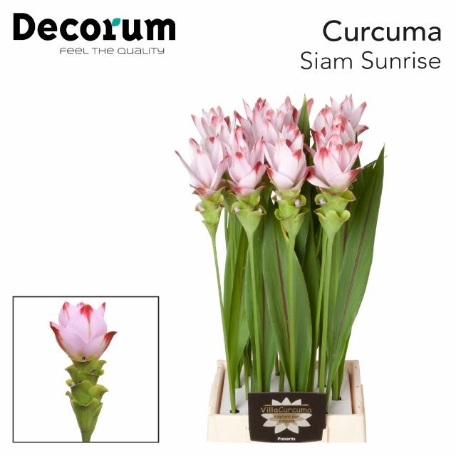 <h4>Curcuma siam sunrise</h4>