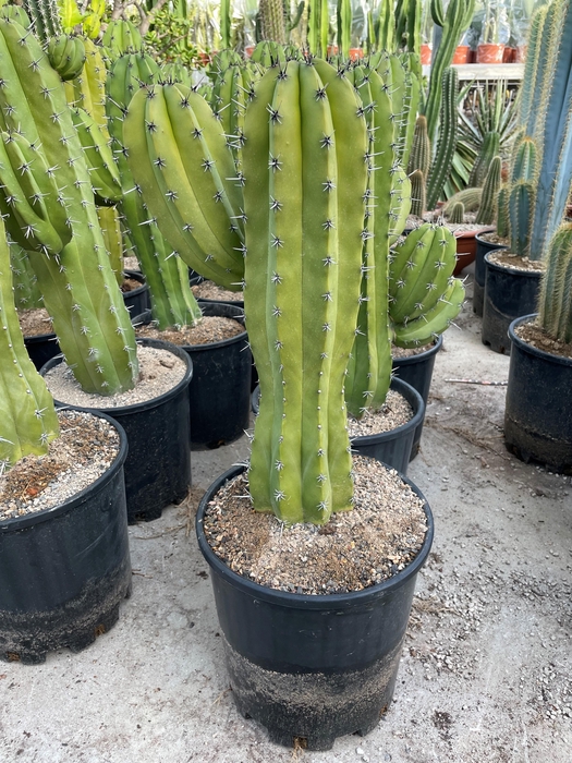 <h4>POLASKIA CHICHIPE</h4>