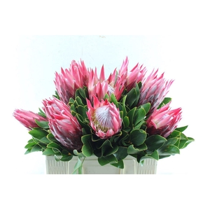 Protea Cy Madiba