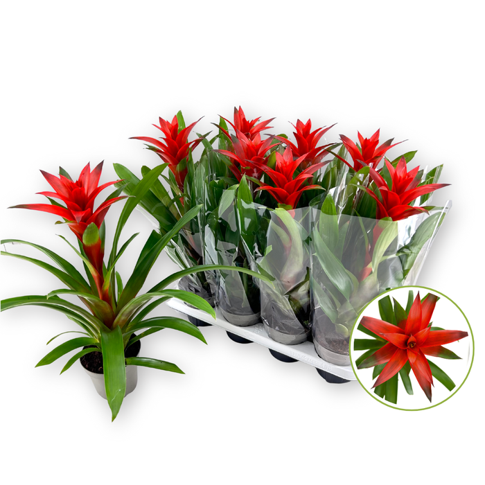 <h4>Guzmania 14cm "Amoretto" Blanco hoes</h4>