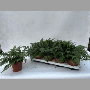 ATHYRIUM OV