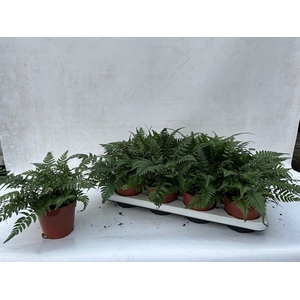 ATHYRIUM OV