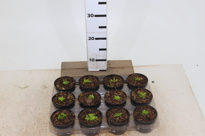 PLANTA CARNIVORA P09