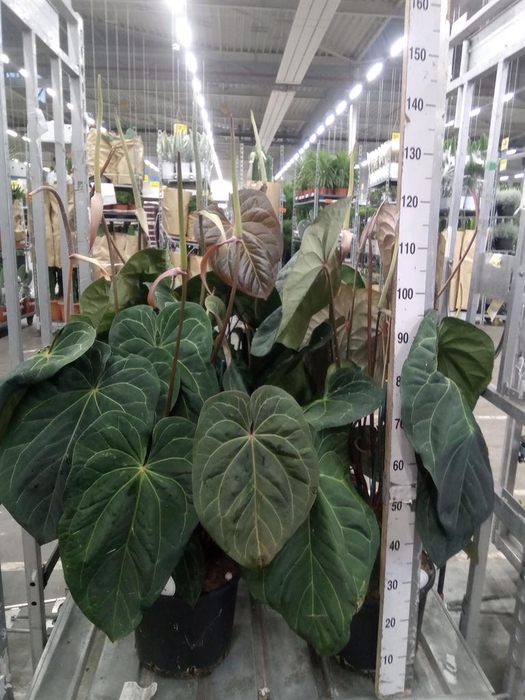 <h4>Anthurium   ...</h4>