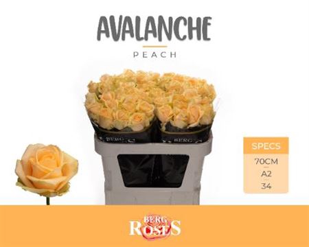 <h4>R Gr Avalanche Peach</h4>