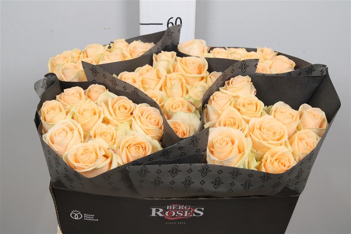 <h4>R Gr Avalanche Peach</h4>