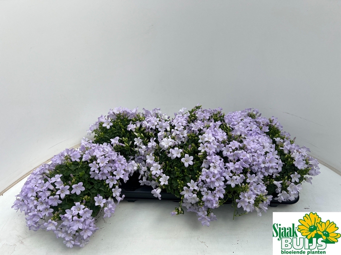 <h4>CAMP POR KANE</h4>