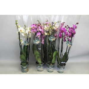 PHAL GEM 4 KL
