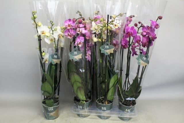PHAL GEM 4 KL