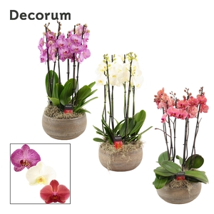 Bianca 6 tak symphony mix (Deco-collection)