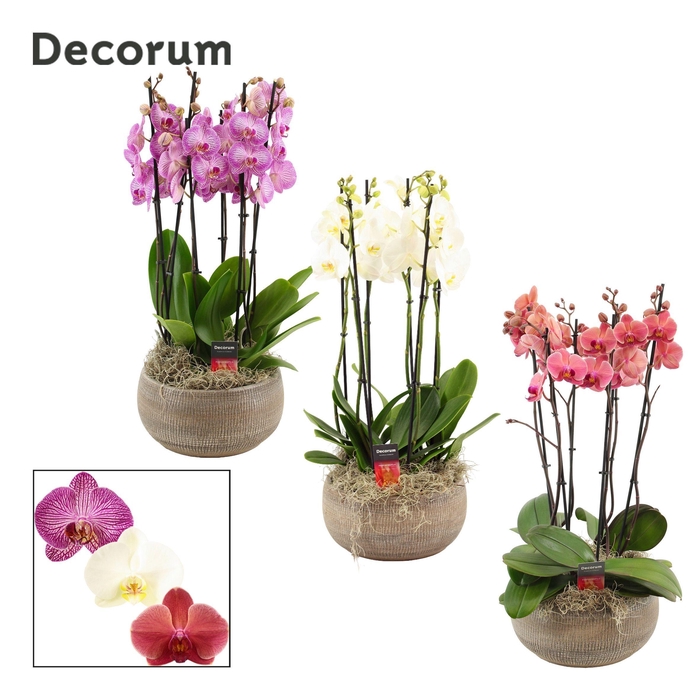 <h4>Bianca 6 tak symphony mix (Deco-collection)</h4>