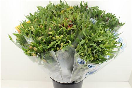 <h4>Boeket Mono Alstroemeria Mix</h4>