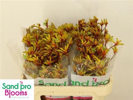 <h4>Anigoz Gold Fever</h4>