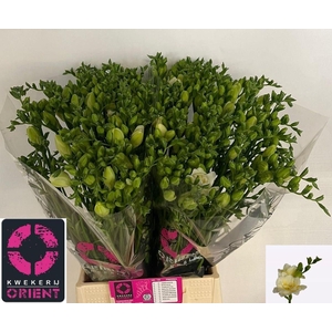Freesia du Volante