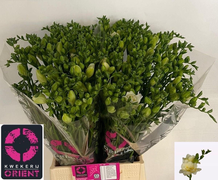 <h4>Freesia du Volante</h4>
