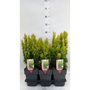 Taxus baccata 'David'