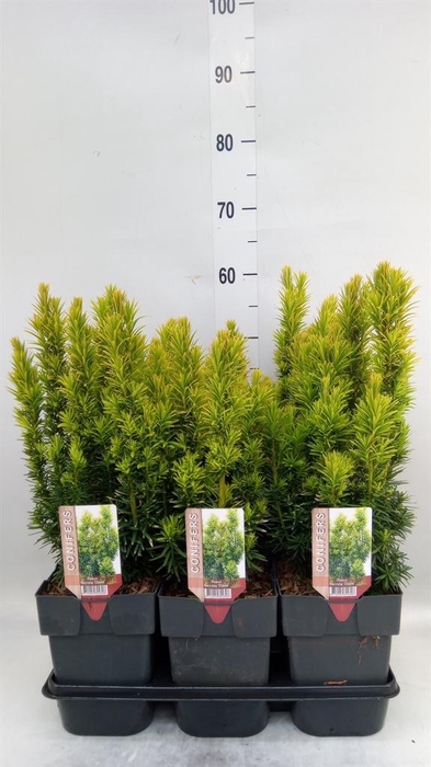 <h4>Taxus baccata 'David'</h4>