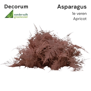 ASP 1e veren Apricot 45cm box x50