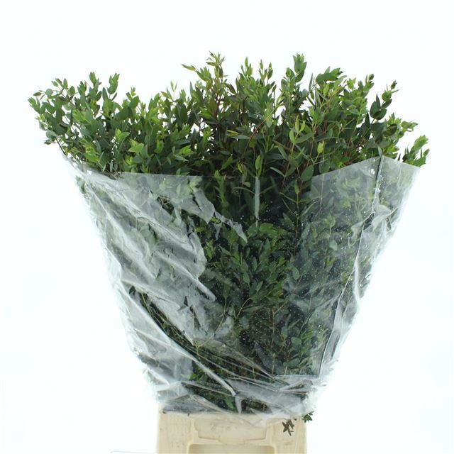 <h4>EUC PARVIFOLIA P BS</h4>