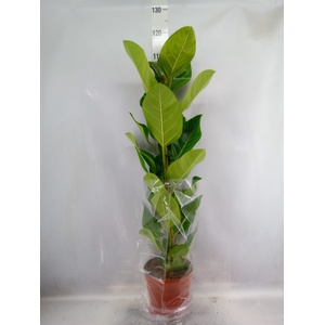 Ficus altissima