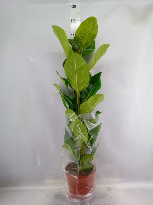 Ficus altissima