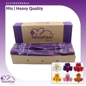 Alstroemeria Mix | Heavy Quality
