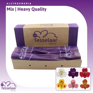 Alstroemeria Mix | Heavy Quality