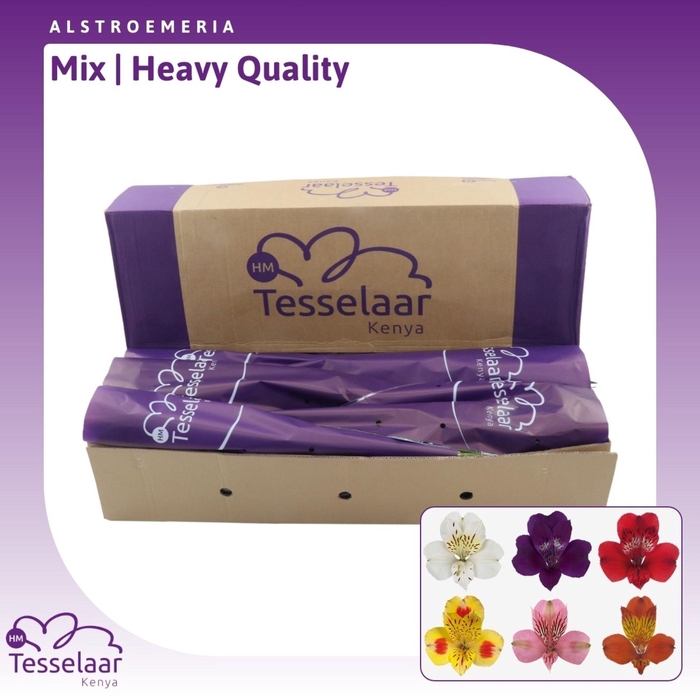 <h4>Alstroemeria Mix | Heavy Quality</h4>