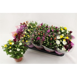 Chrysanthemum Indicum Grp gemengd per pot