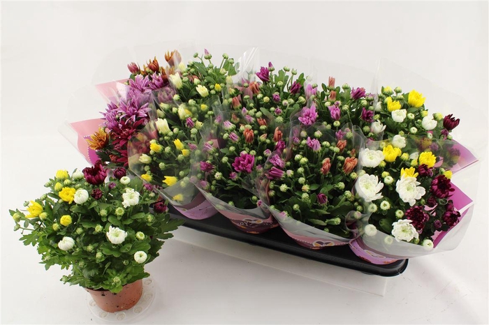 <h4>Chrysanthemum Indicum Grp gemengd per pot</h4>