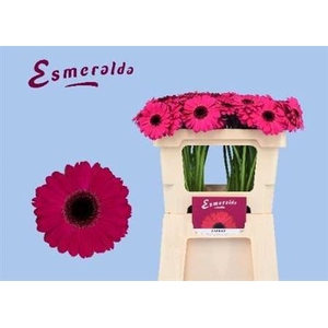 Ge Mi Caprice 07 CM,(NL),MPS A,(20)