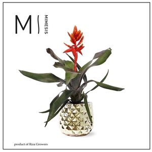 Aechmea Pepita Elegant Flames - 13cm in Royal Crown | Mimesis