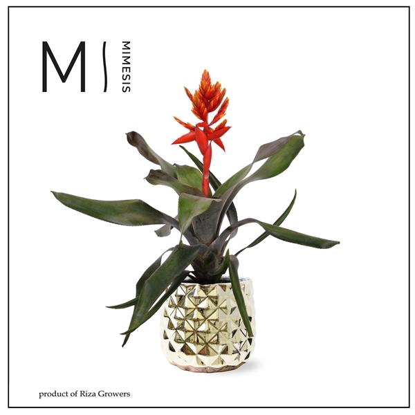 <h4>Aechmea Pepita Elegant Flames - 13cm in Royal Crown | Mimesis</h4>