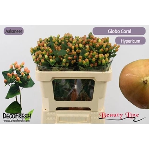 HYP GLOBO CORAL