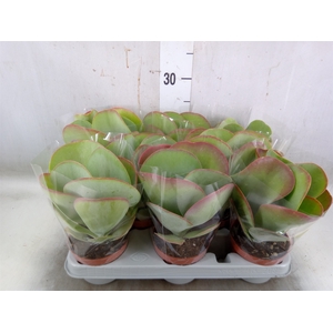 Kalanchoe NF thyrsiflora 'Red Lips'