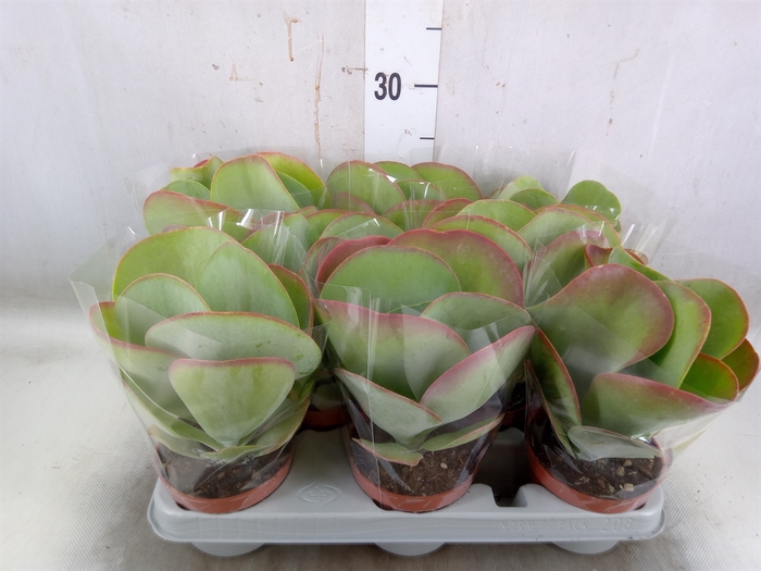 <h4>Kalanchoe NF thyrsiflora 'Red Lips'</h4>