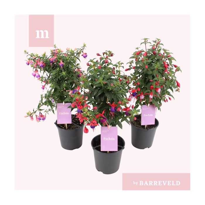 <h4>Fuchsia stam mix</h4>