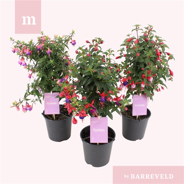 Fuchsia stam mix