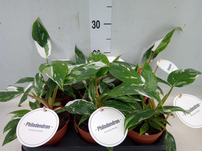 <h4>Philodendron   ...</h4>