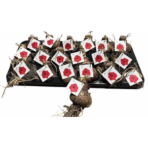 BLOEMBOL HIPPEASTRUM