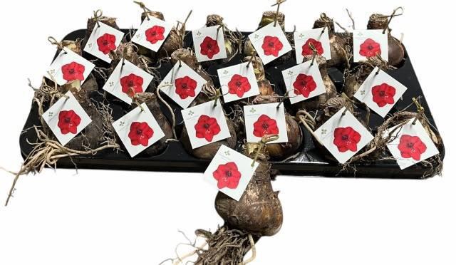 <h4>Bloembol Hippeastrum</h4>